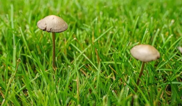 Paddenstoelen in het gazon zijn meestal onschuldig